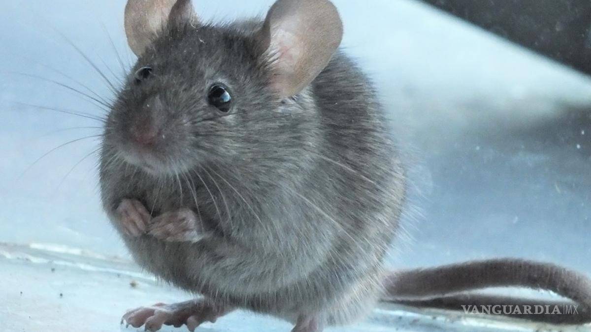 $!¡Vivir un día! Este insecto vive tan solo 24 horas... y otros 9 animales con vidas increíblemente cortas