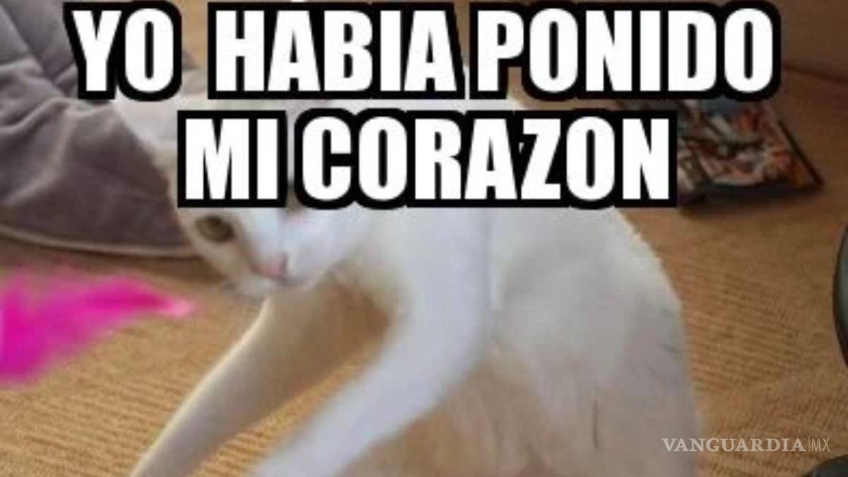 $!El gato más melancólico de redes sociales. Yo había ponido ‘algo’ aquí.