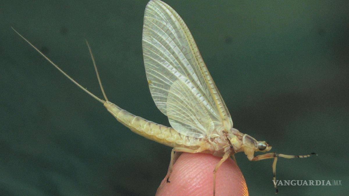 $!¡Vivir un día! Este insecto vive tan solo 24 horas... y otros 9 animales con vidas increíblemente cortas