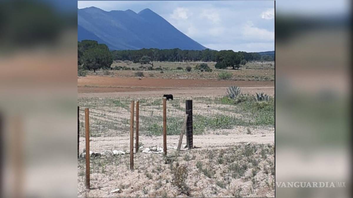 $!Su resguardo se da un día después del ataque a una osezna en Castaños.