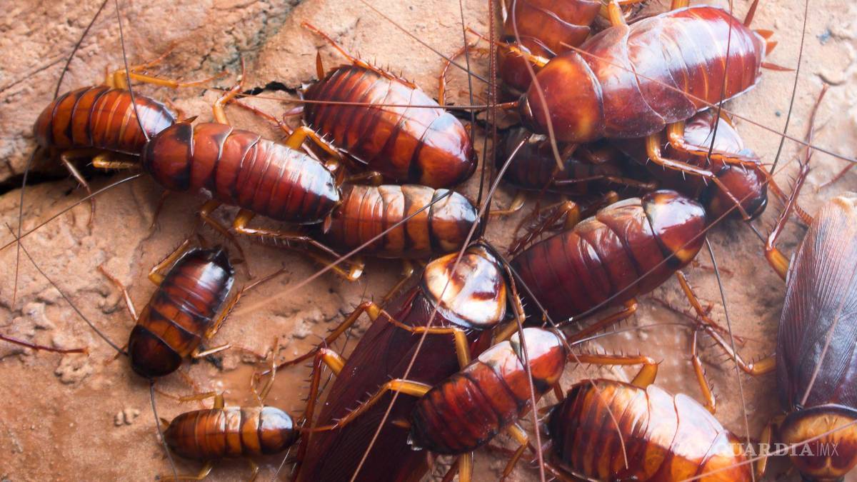 $!¿Las cucarachas invaden tu hogar? Aplica este sencillo remedio casero para eliminar la plaga