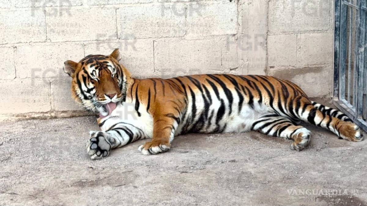 $!Entre los animales localizados por la FGR se encuentran tres tigres de bengala, un ocelote y un lince.