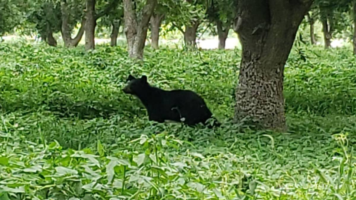 $!FOTO: PEDRO PESINA | VANGUARDIA MX