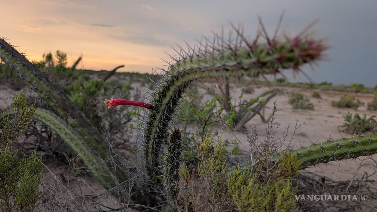 $!Se utilizaron cinco especies de cactáceas nativas del matorral sarcocaule.