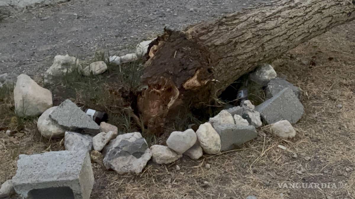 Árbol cae sobre pareja que paseaba en una plaza pública de Saltillo