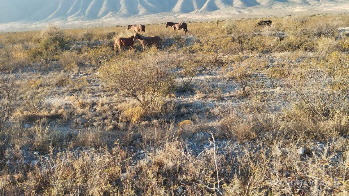 $!Animales sueltos continúan representando un riesgo constante para los conductores que transitan por la carretera Parras–General Cepeda.