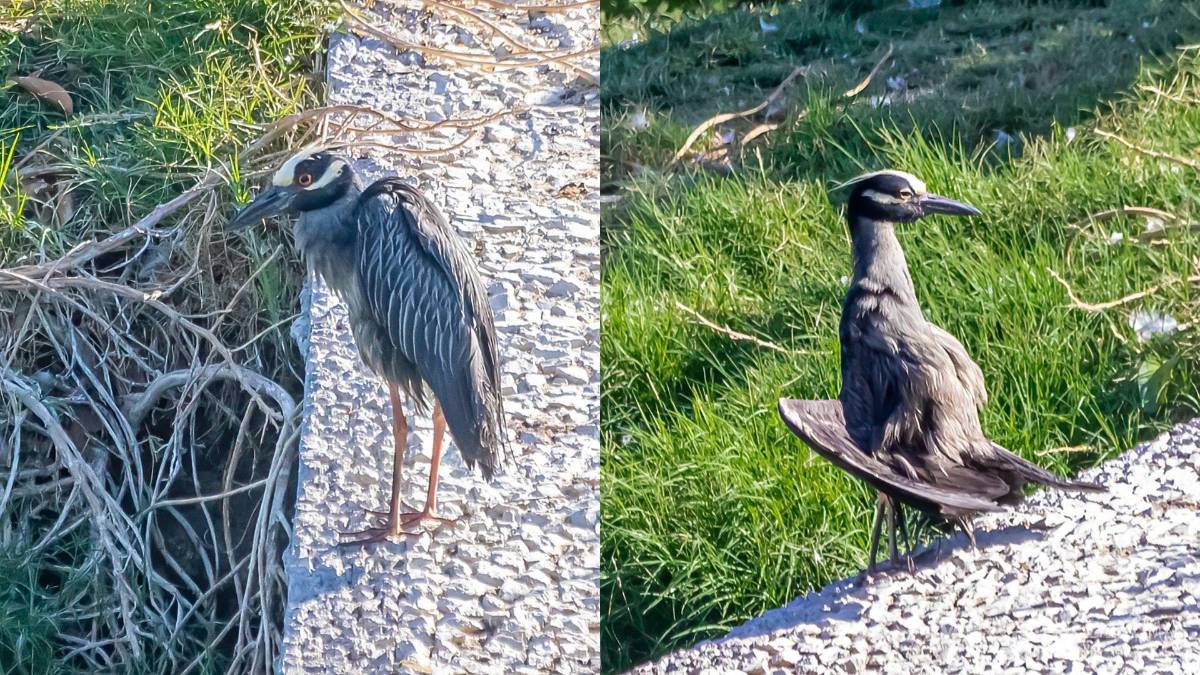 $!El ejemplar fue captado en cámara por el especialista ambiental.