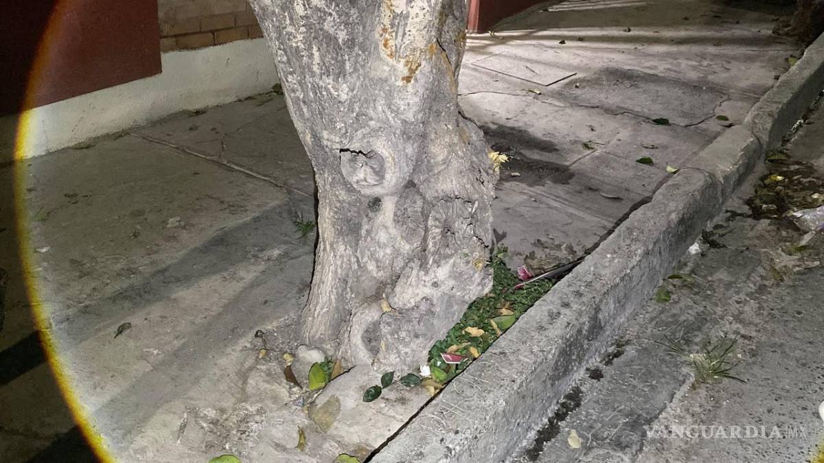$!Testigos señalaron que, metros antes del impacto, el motociclista ya había sufrido una caída; sin embargo, decidió continuar su trayecto antes de estrellarse contra un árbol ubicado sobre la banqueta.