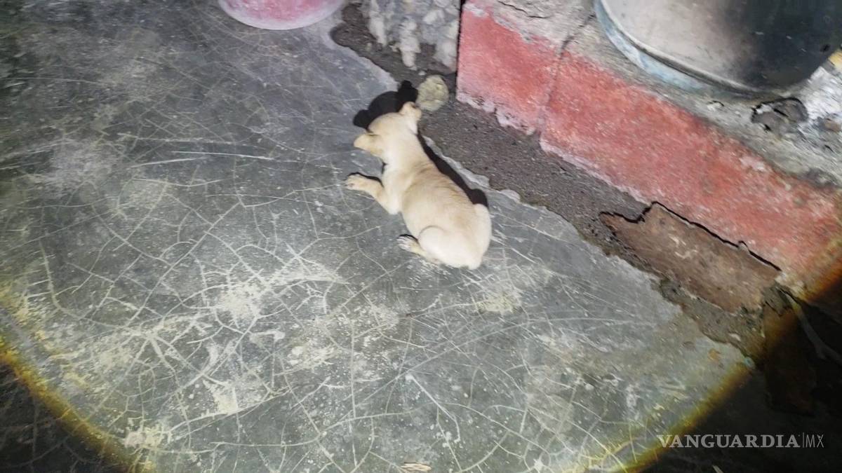 $!En un recorrido que realizó VANGUARDIA para verificar el estado de salud de las mascotas, se encontró a los perritos débiles y tambaleando.