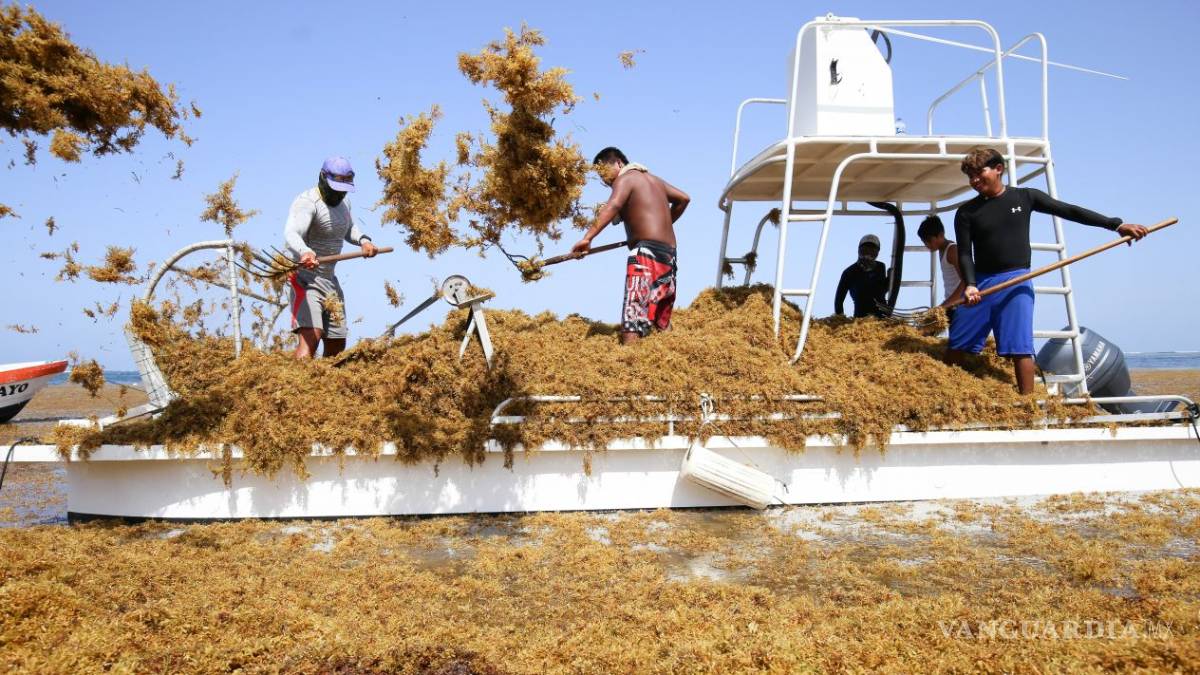 Sargazo no da tregua a playas mexicanas y al turismo
