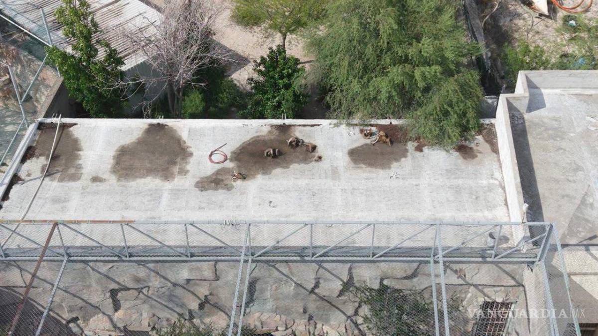 $!Imágenes difundidas recientemente sobre restos óseos dentro del Ecoparque provocaron inquietud entre la población.