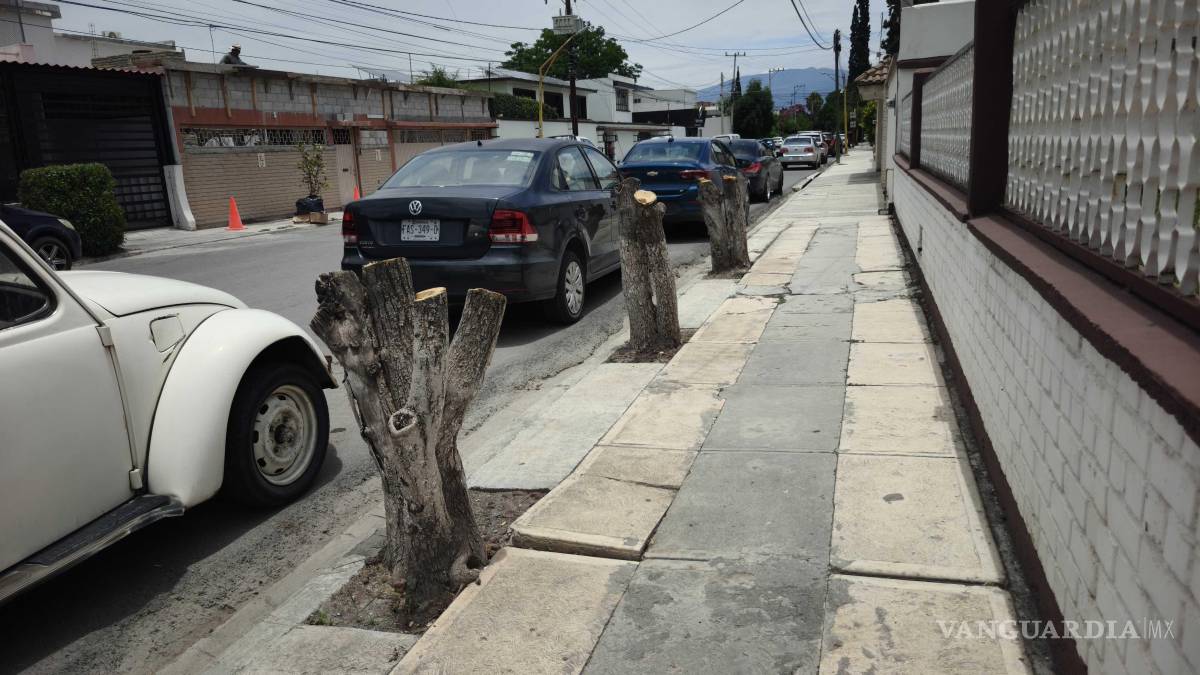 $!Personal del Municipio notificó a los propietarios mediante un acta por poda inmoderada y advirtió sobre la posible aplicación de una multa.