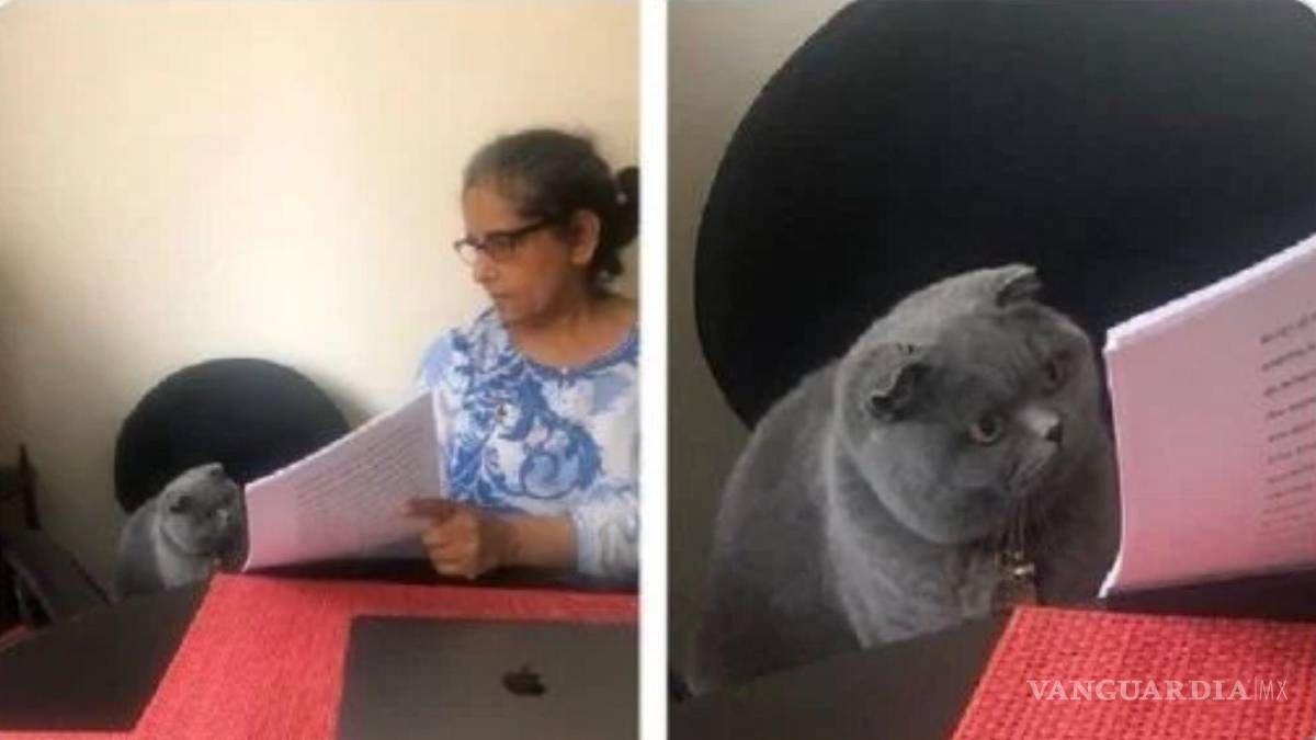$!Otro de los gatos que se hizo viral en redes sociales. ¿Por qué pusiste eso?