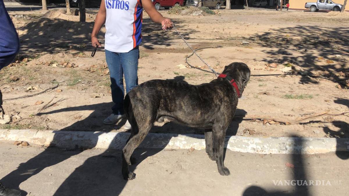$!Rescatan bomberos a mascota de las llamas de incendio