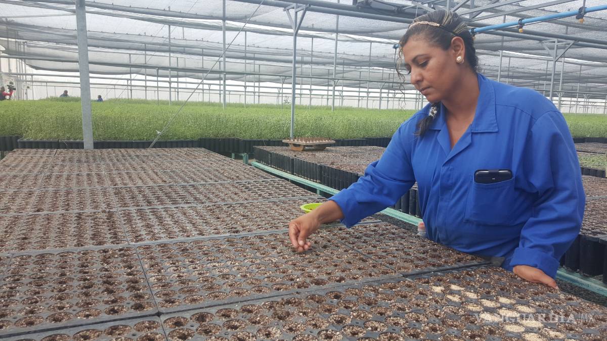 $!Vivero militar de Frontera producirá 2.5 millones de plantas