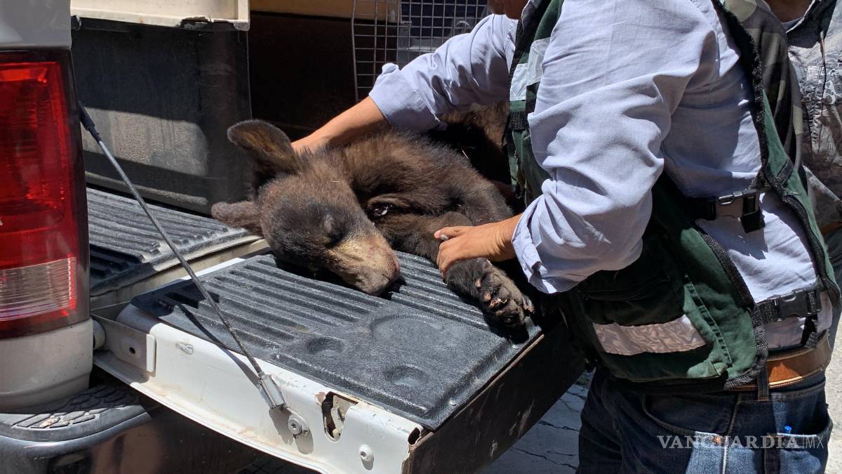 Sólo en Saltillo: osezno cae de un árbol... en calle Retorno de los Osos (video)