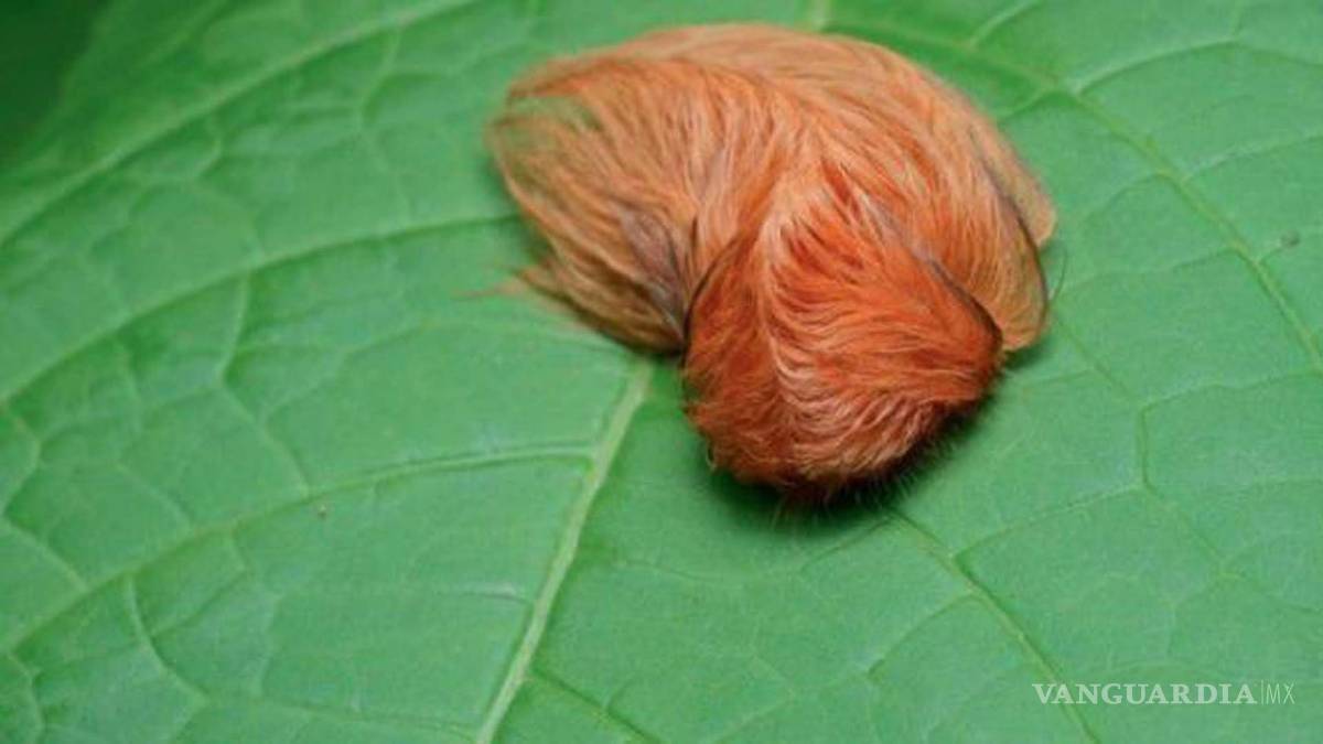 $!La “oruga peluche” pone en alerta a Jalisco y NL