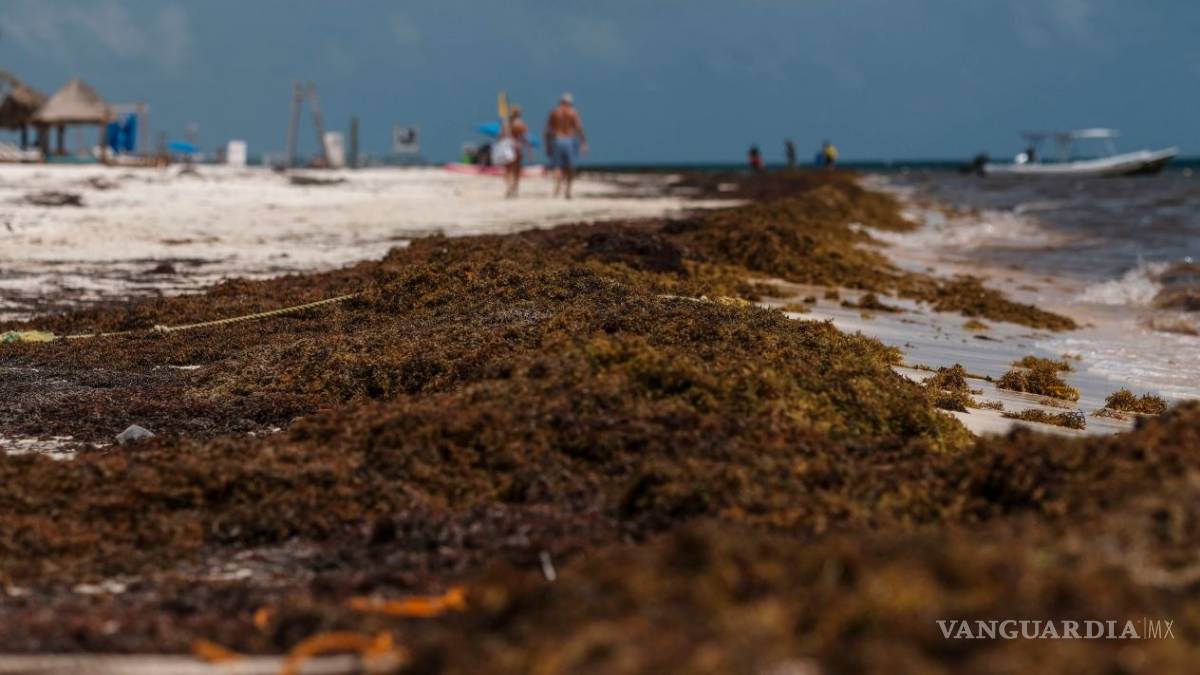 Tarifas hoteleras en Quintana Roo, a la baja por el sargazo