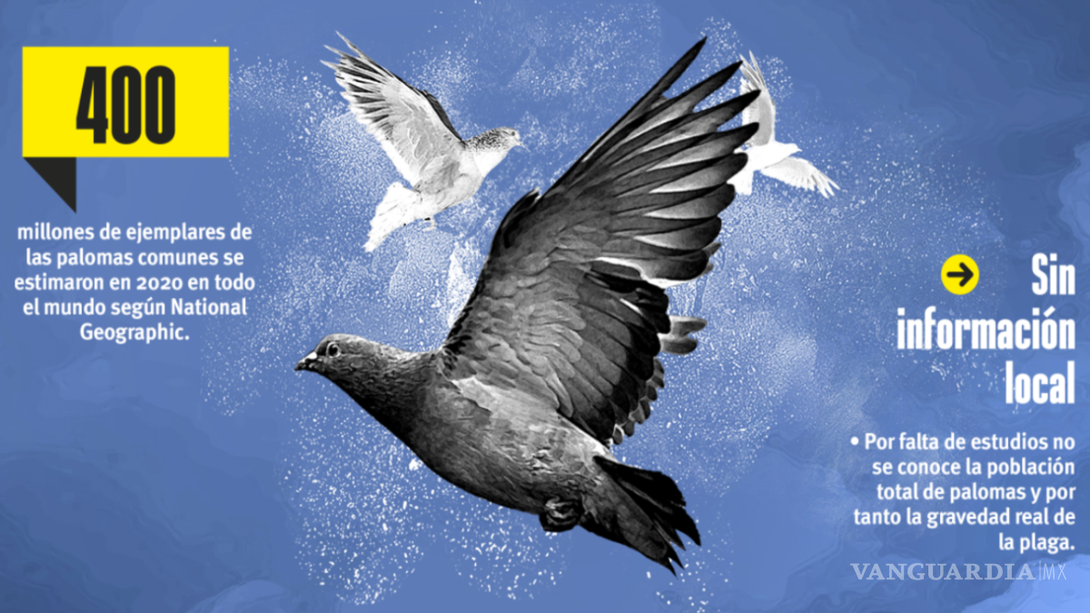 $!El ‘exterminador’ de palomas
