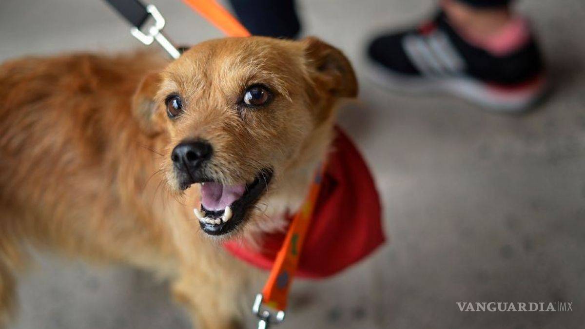 $!Hoy es el Día Internacional del Perro, dueños gastan cada vez más en sus mascotas