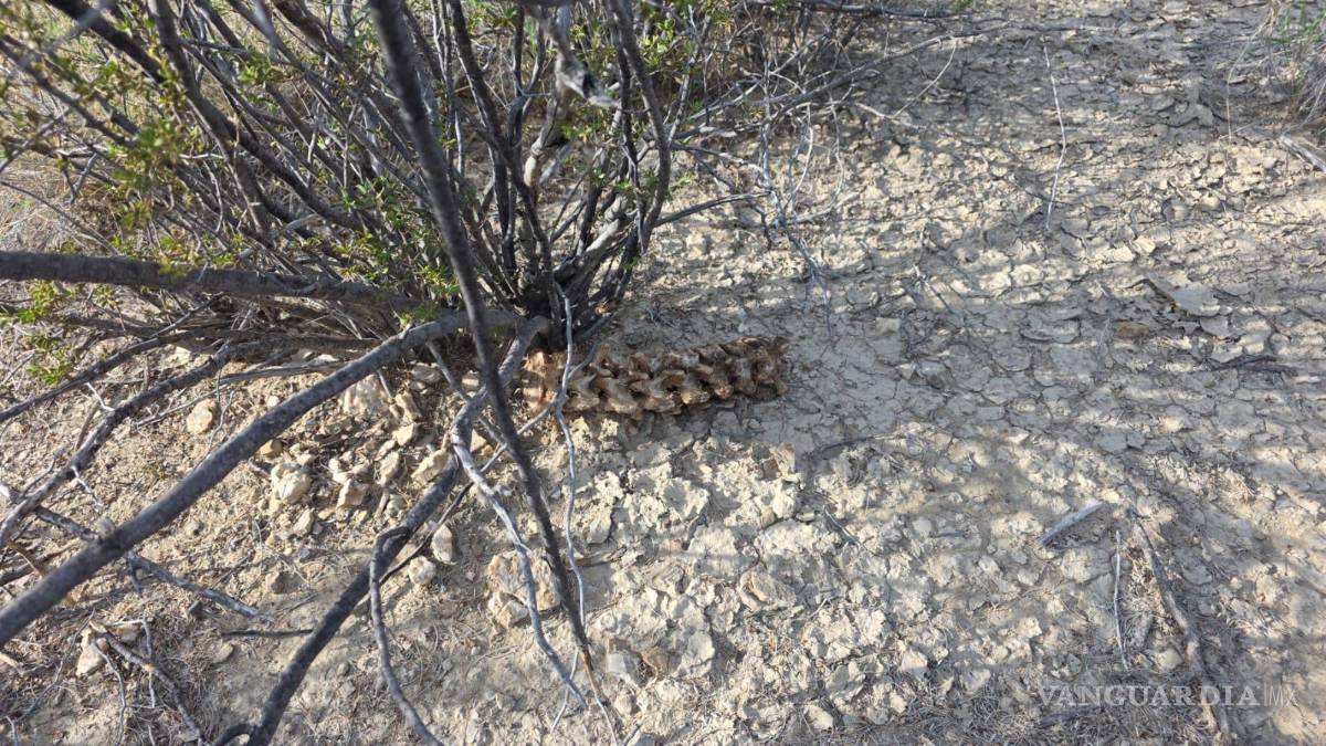 Localizan restos humanos en la carretera Saltillo-Torreón