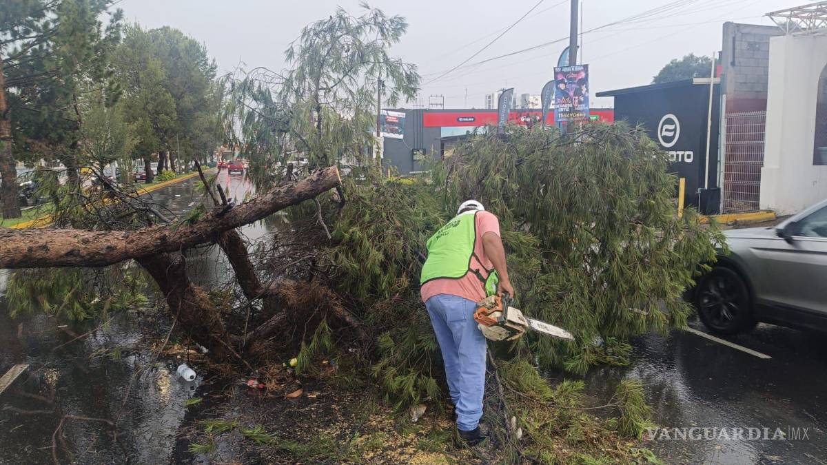 $!Las lluvias de este domingo provocaron la caída de varios árboles.