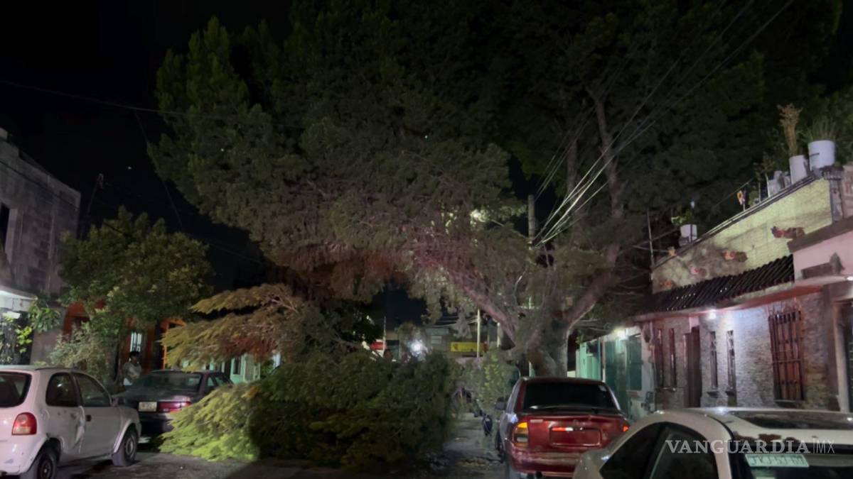 $!Un árbol caído bloqueó parcialmente una vía, mientras las autoridades coordinaron su remoción.