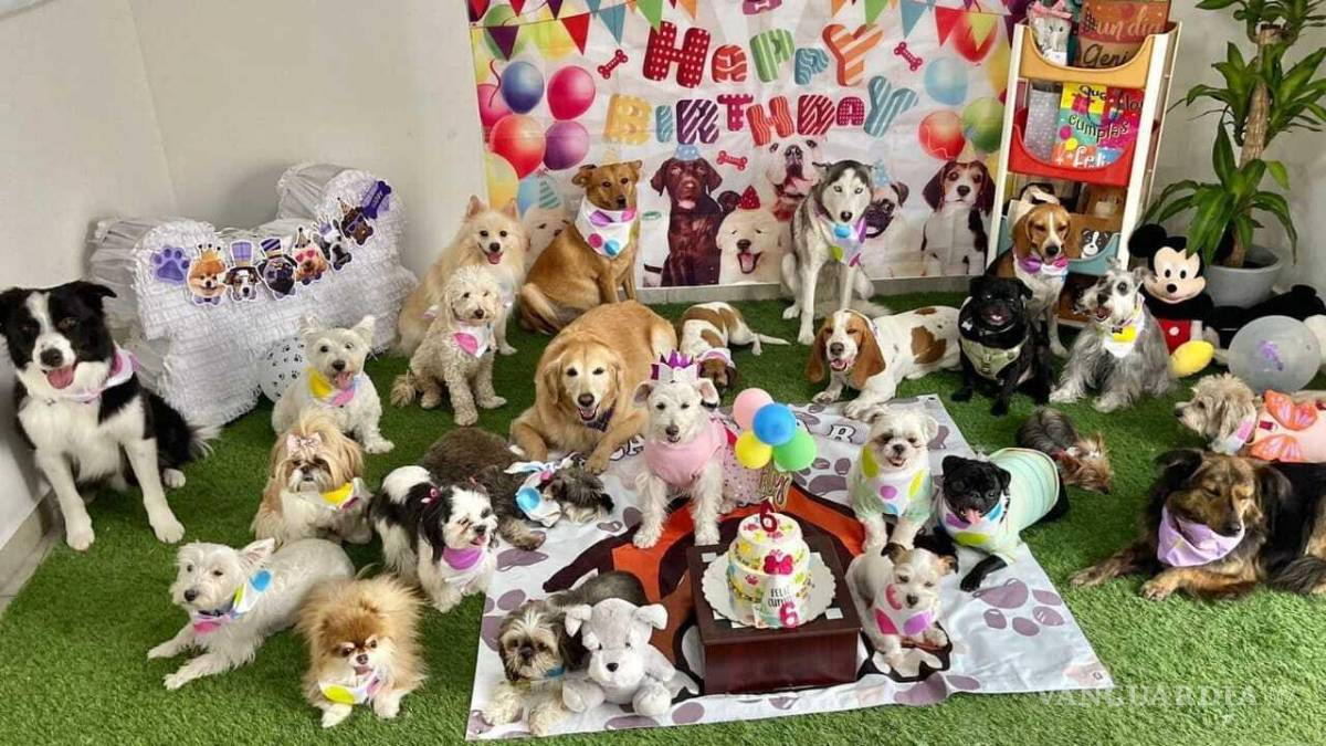 $!Hay días en que Cynthia Belmonte llega a elaborar hasta 18 pasteles por pedido de dueños de mascotas.