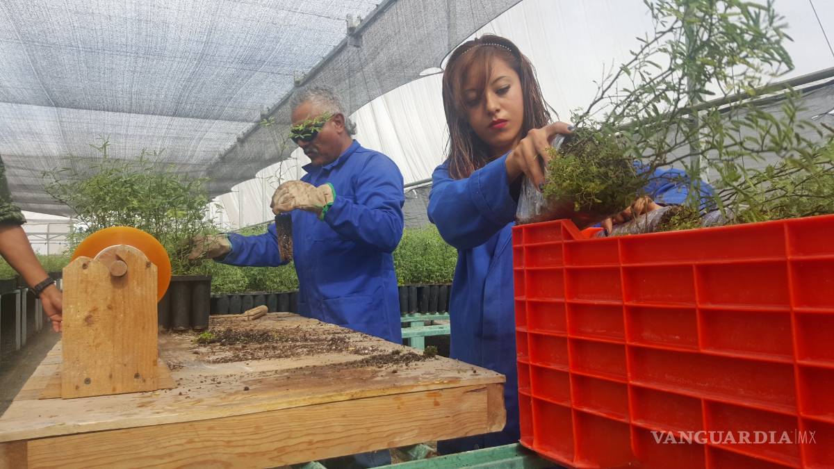 $!Vivero militar de Frontera producirá 2.5 millones de plantas