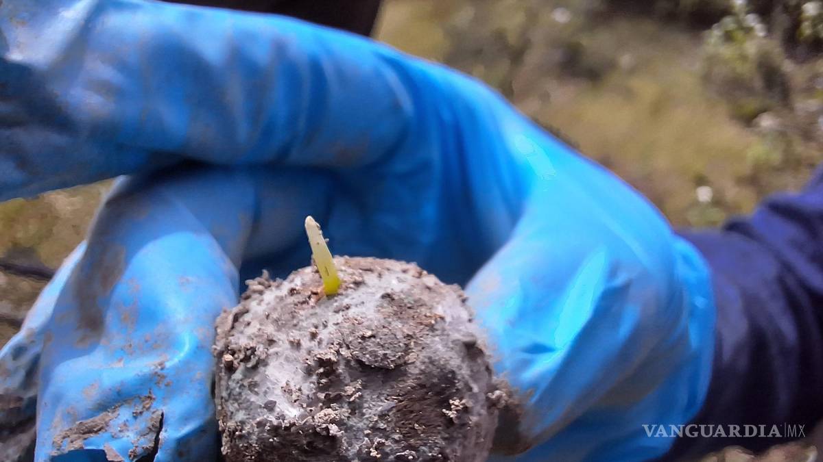 $!Semillas de distintas especies fueron incrustadas en los pellets, cada pellet tenía entre una y cinco semillas. Algunas ya comenzaron a germinar.