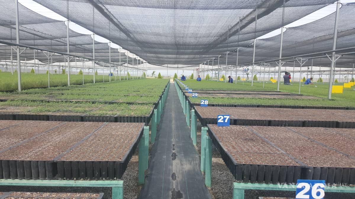 $!Vivero militar de Frontera producirá 2.5 millones de plantas