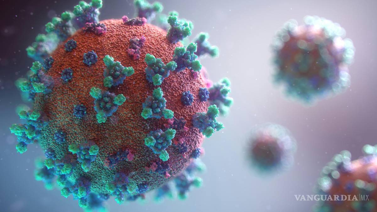 $!Hantavirus: cómo se transmite el virus y cuáles son los síntomas