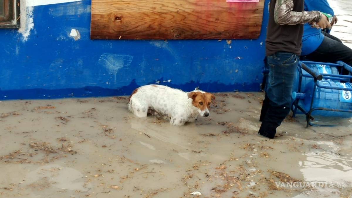 $!Más de 10 mil damnificados y 2,500 viviendas afectadas por inundación en Piedras Negras