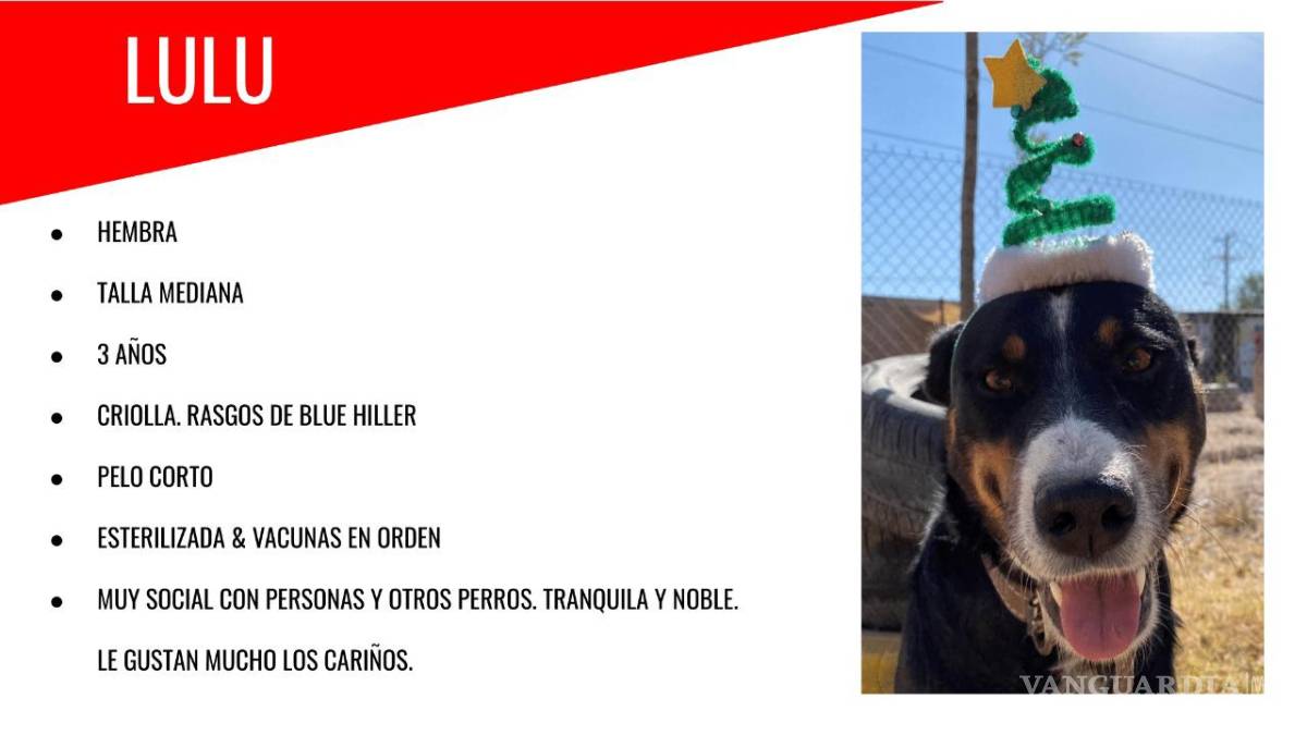 $!Santa Paws llegó a la ciudad