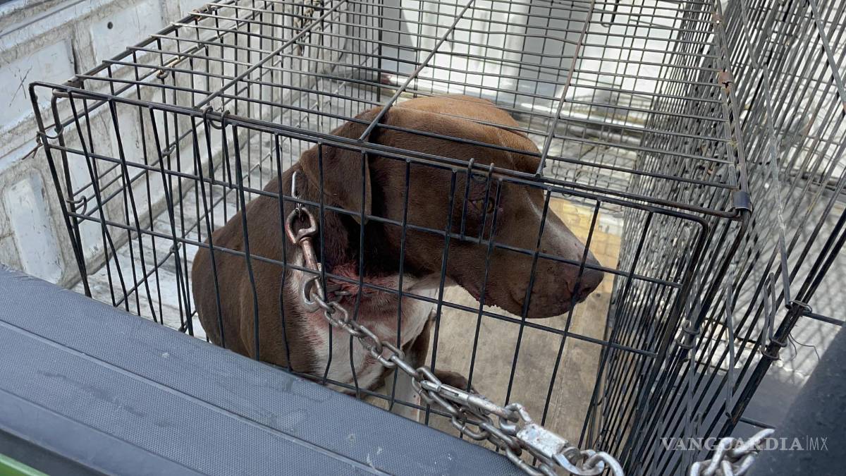 Control canino asegura perro por morder a su dueño que lo maltrataba