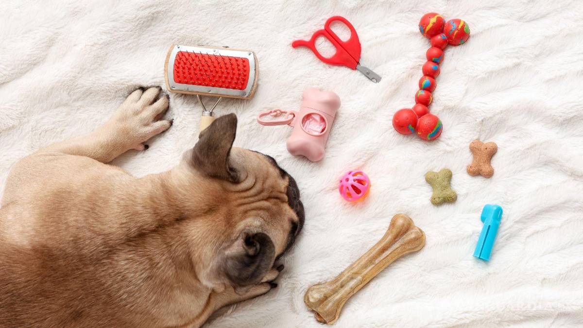 $!Los perros utilizan la boca para explorar objetos y reconocer sus diferentes texturas.