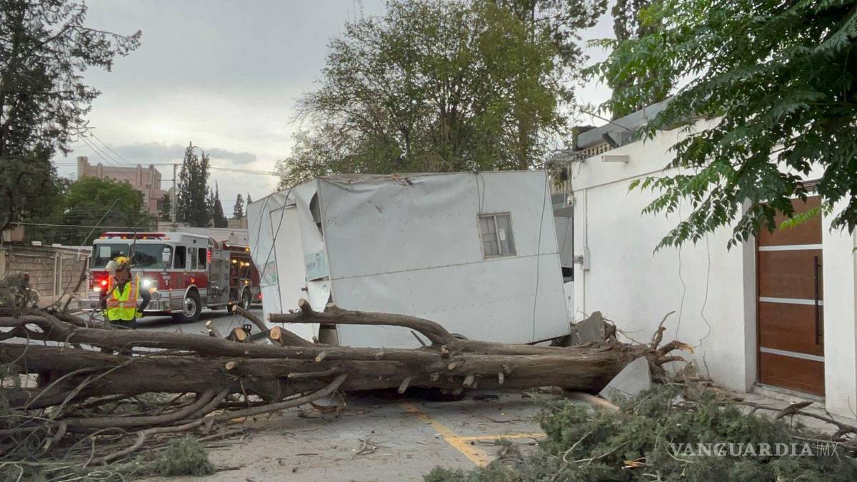 $!Ayer se cayeron 31 árboles en Saltillo.