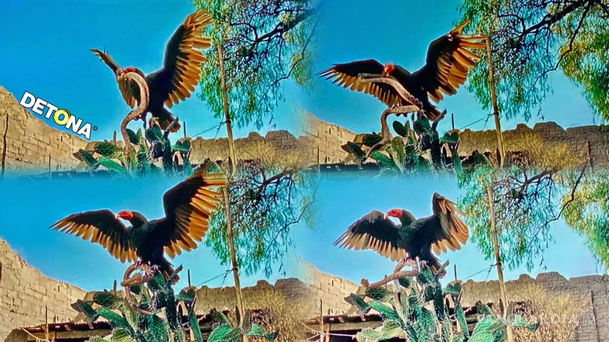 $!No es un águila real, porque está en vias de extinción. Es un buitre, devorando a una serpiente sobre la nopalera mexicana.