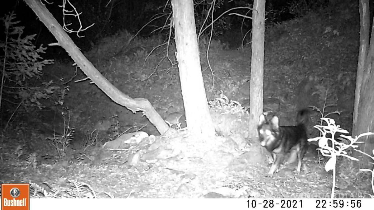 Registran 7 ataques de perros salvajes a ganado en comunidades de Zapalinamé y Arteaga