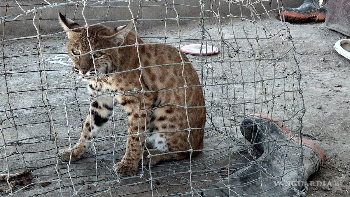 $!Hasta con 6 mil pesos sancionarán en Piedras Negras el maltrato animal, además de la denuncia penal