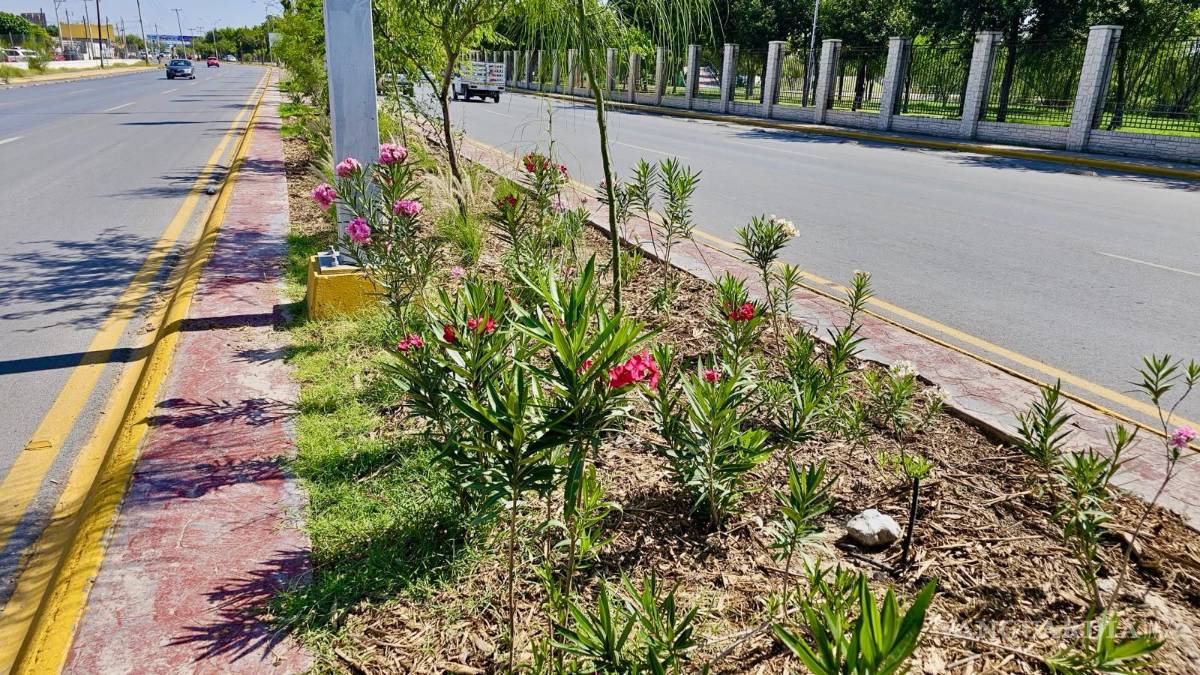 $!La intervención incluye magueyes, bugambilias, rosas laurel, pennisetum y árboles de palo verde.