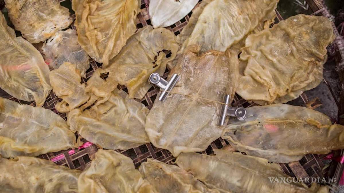 $!El nuevo negocio de los narcos mexicanos... ¡La vejiga de un pez!... crece el negocio de la totoaba