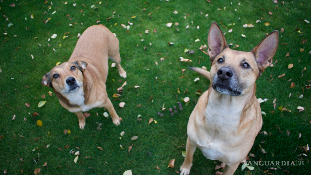 $!La razón principal por la que los perros hacen pipí en las llantas de los autos es marcar territorio.