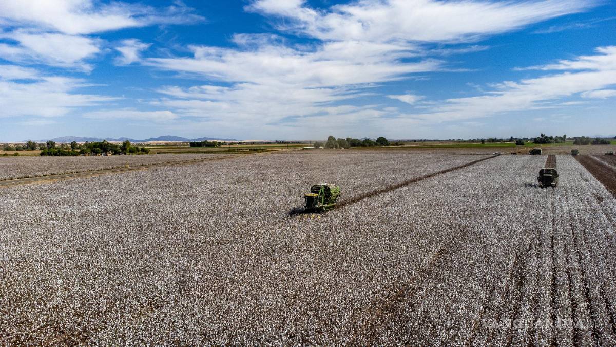 $!La agricultura es una de las principales actividades en el Valle de Mexicali. En esta región son comunes las cosechas de algodón