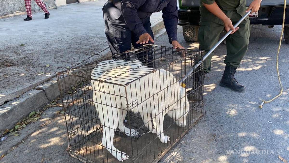 Rescatan a perrita de fallecer en negocio de Saltillo; intentó saltar del techo