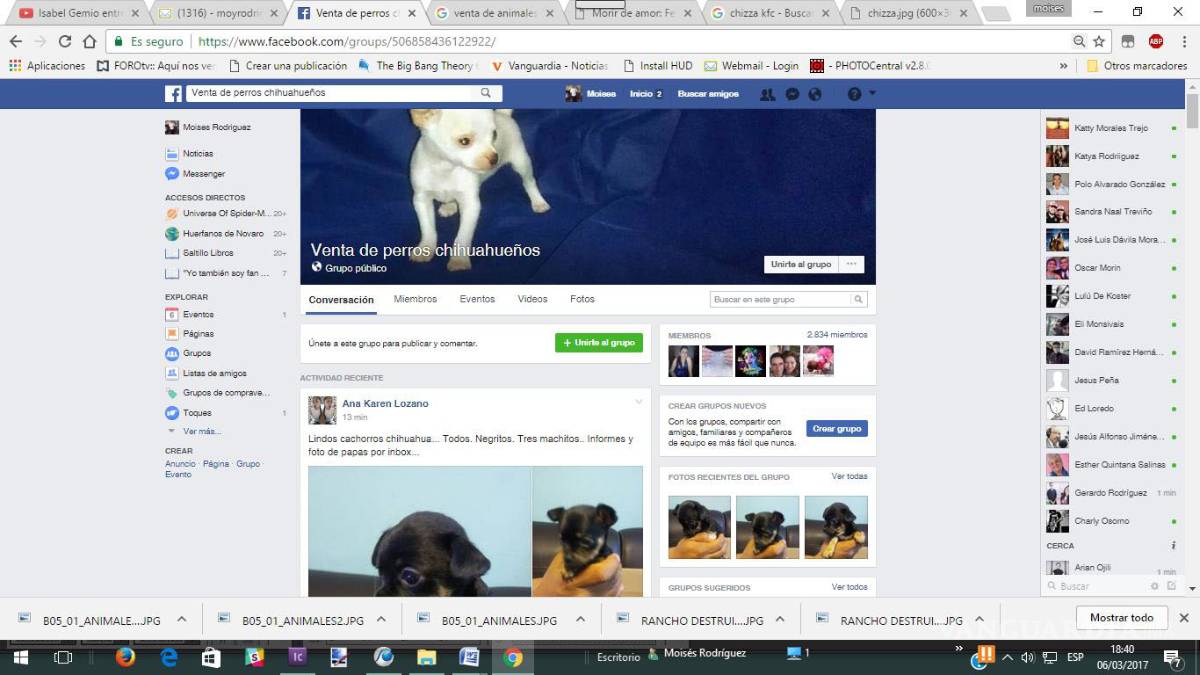$!Venden mascotas en redes sociales, a pesar de que la ley lo prohíbe