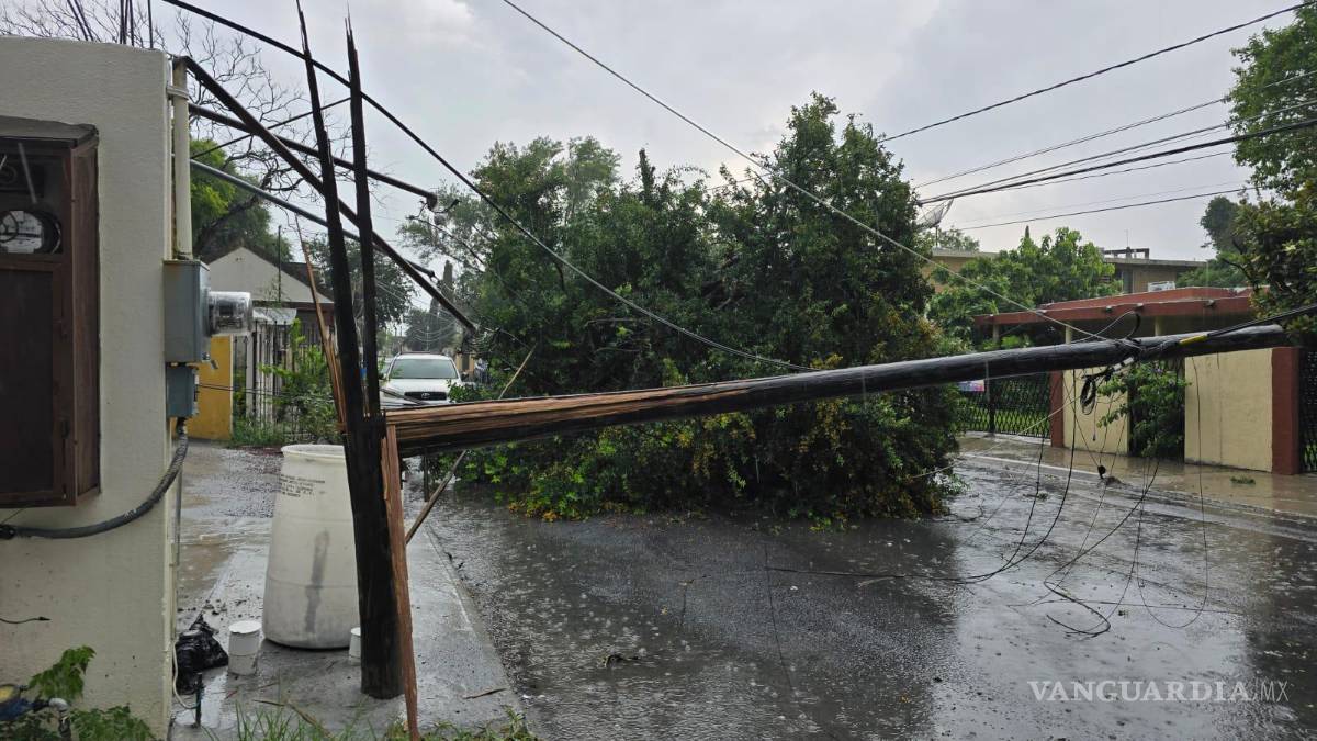Viento de 70 km/ hr provoca caída de árboles, lonas y cortocircuitos en Nuevo León