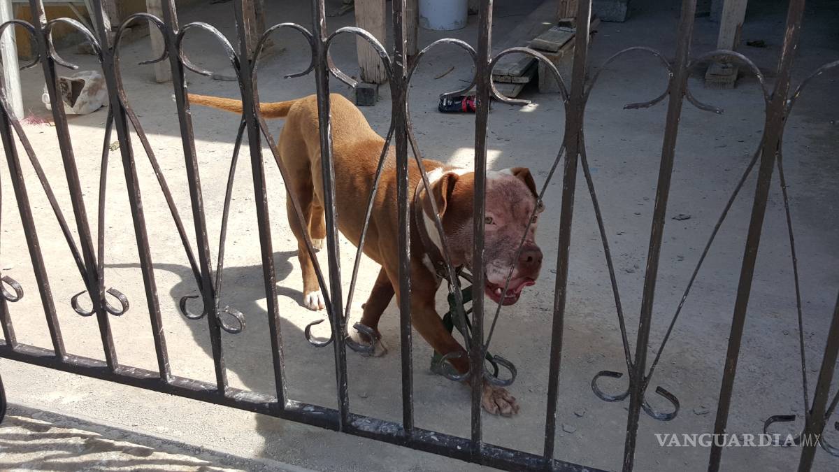 $!Sacrificarán a perro pitbull que mató a niño en Monclova