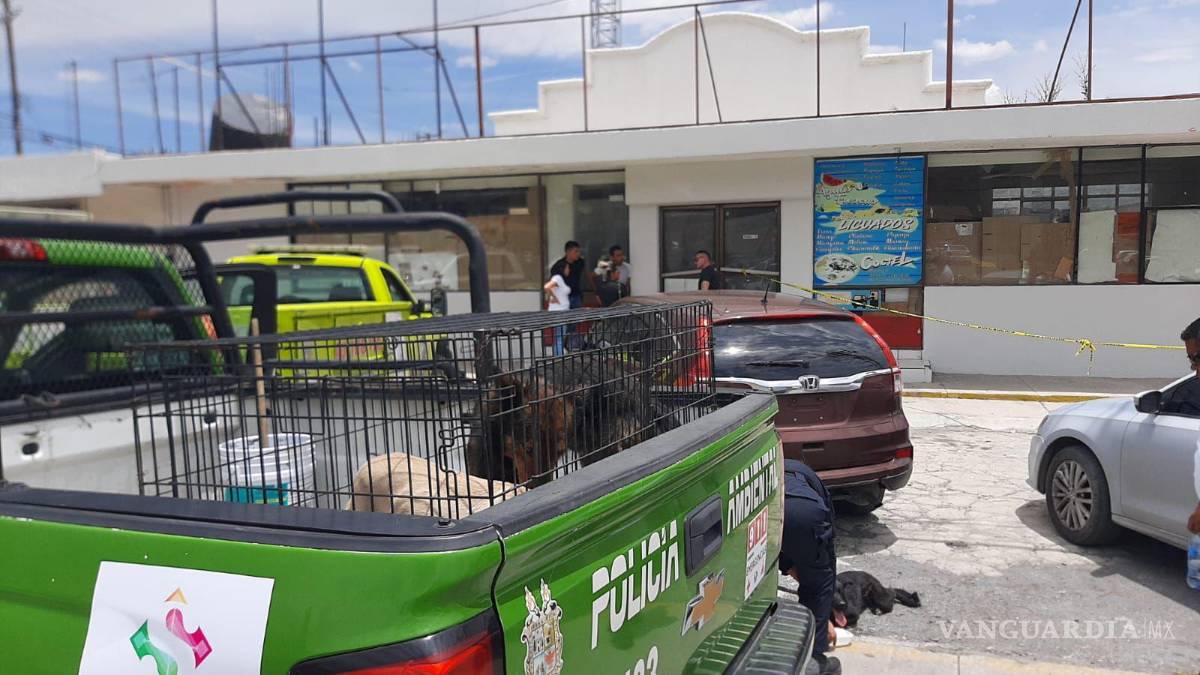 $!Autoridades municipales llegaron al lugar y constataron el hecho desde la puerta de malla que se encuentra hacia un patio detrás de unos comercios en el mencionado cruce..