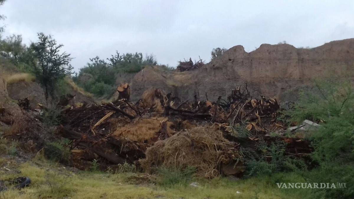$!Usan ejido de Nadadores como "cementerio" de árboles
